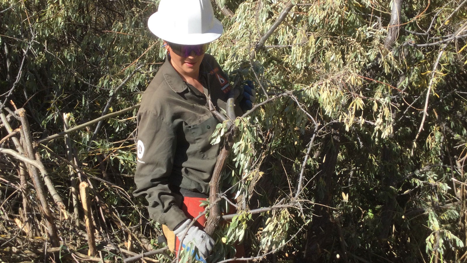 A worker carrying tree debris.