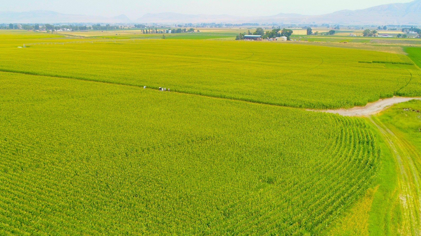 An aerial view of farm fields.