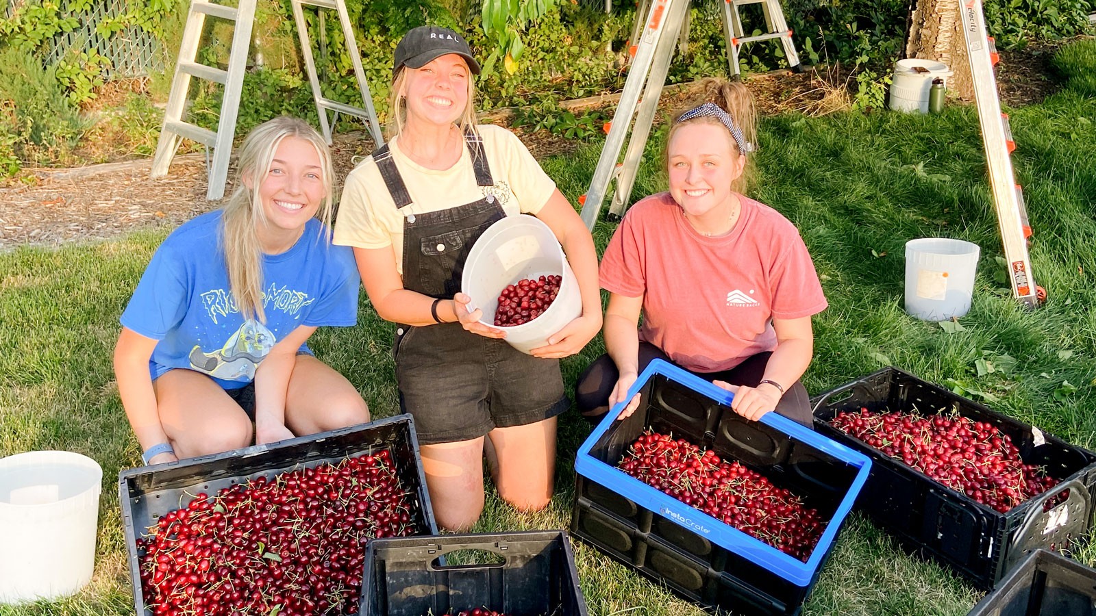 Volunteers picking fruit.