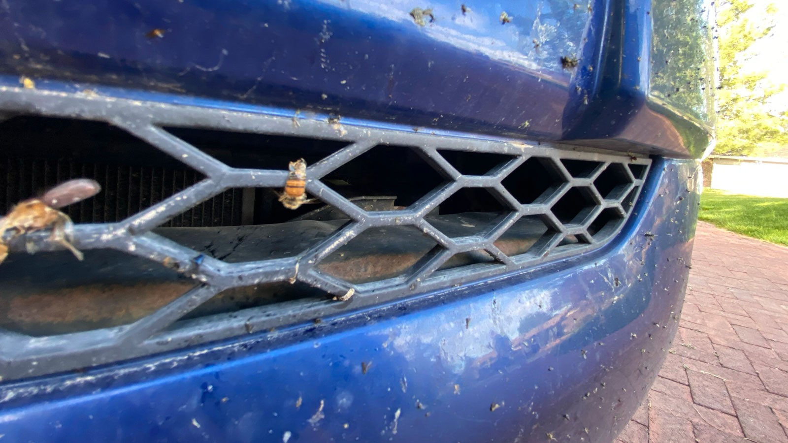 Dead bees in a car grille.
