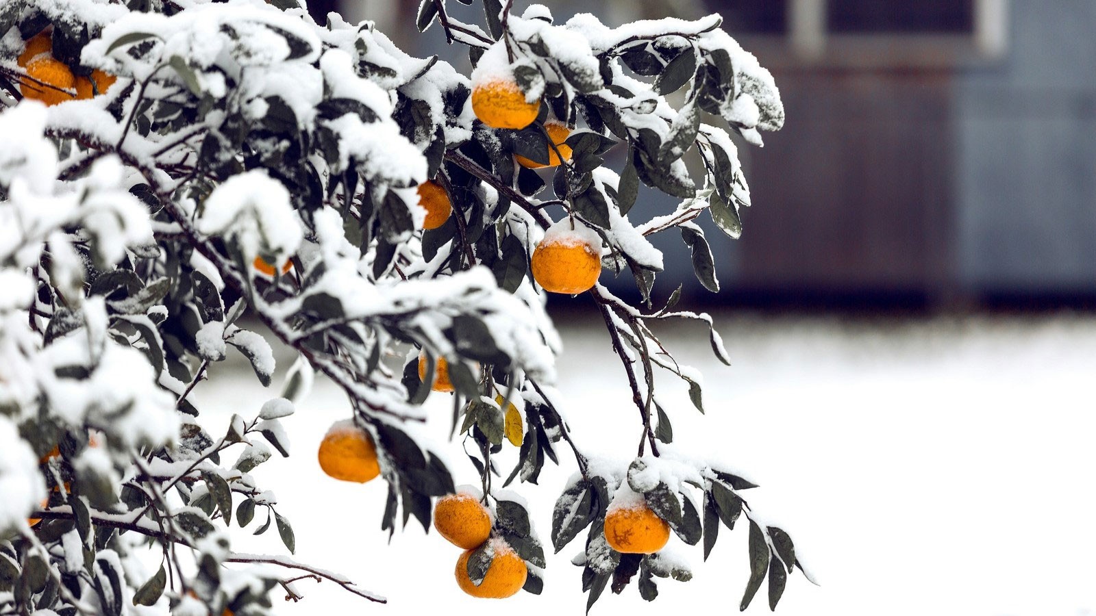 A fruit tree with snow on it.