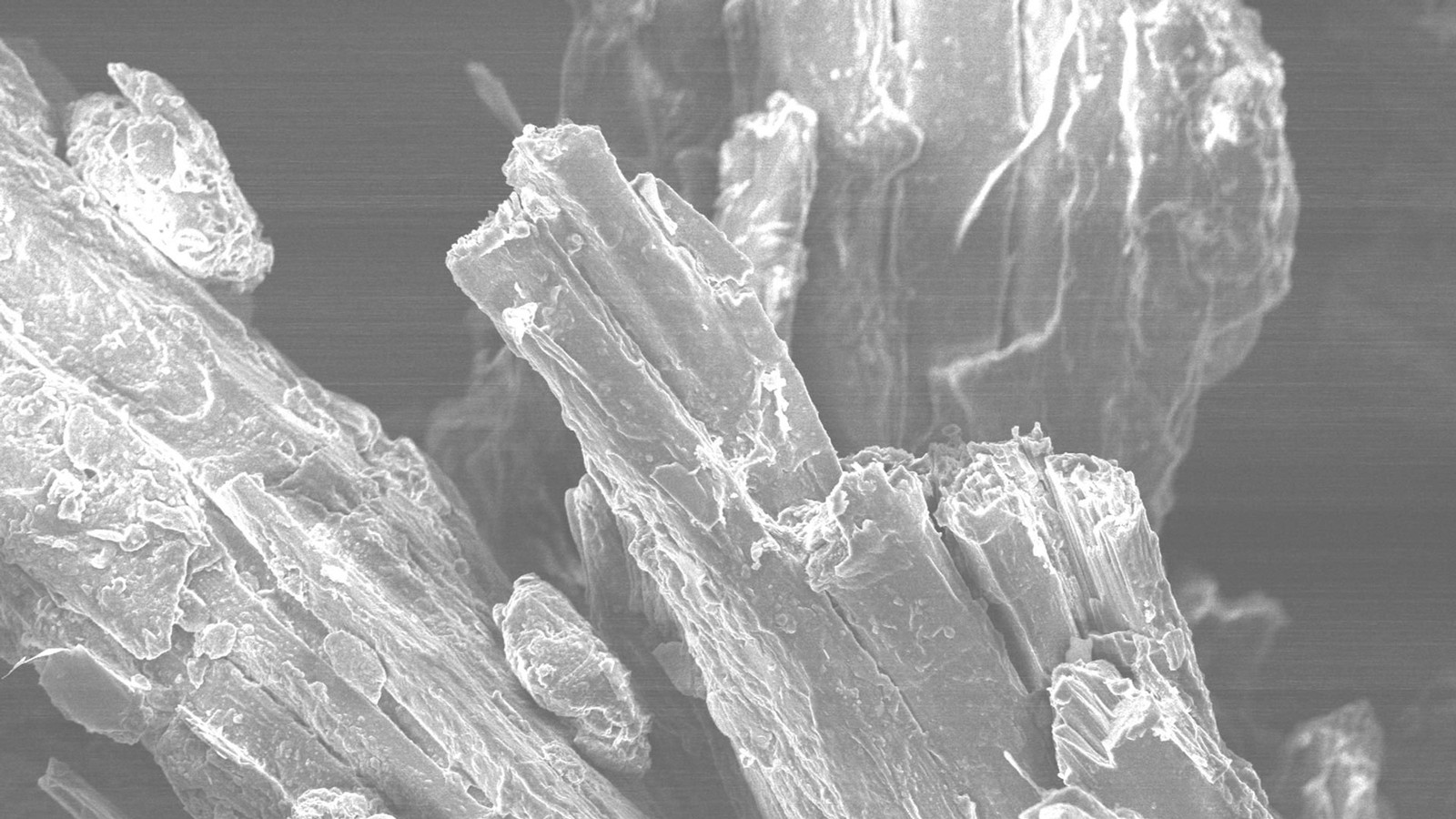 A black and white microscopic image of branched fibers.