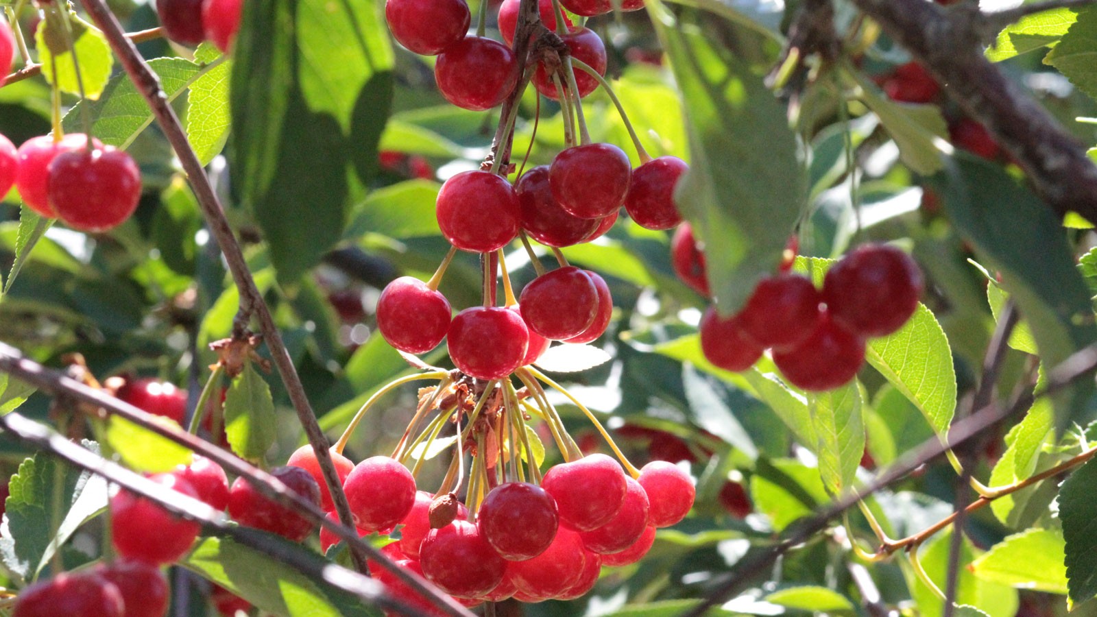 Cherries growing on a tree.