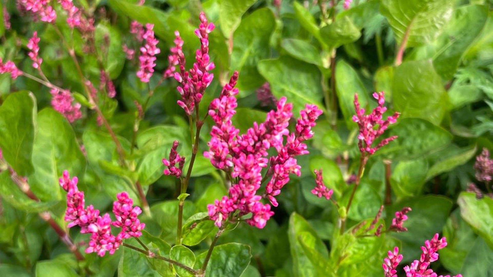 Bright magenta flowers and green leaves.