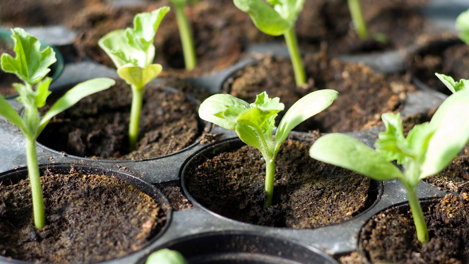 Potted plants in a tray.