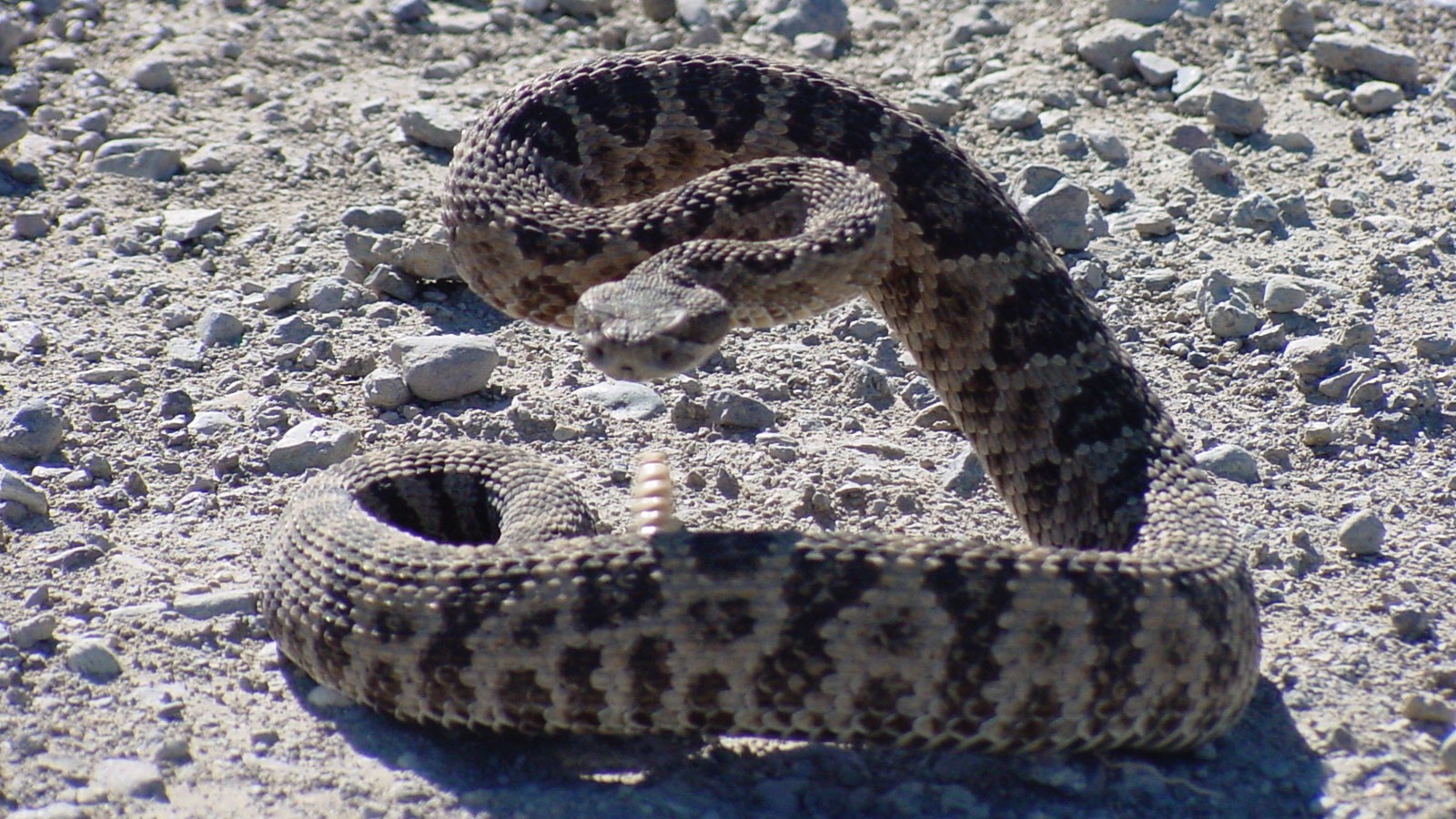 A rattlesnake coiled and ready to strike.
