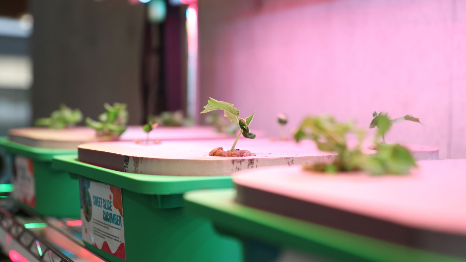 Plants sprouting in hydroponic bins.