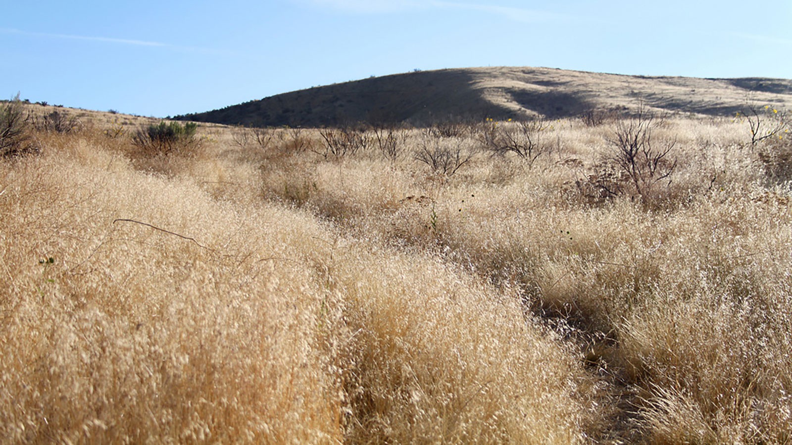A grassy landscape.
