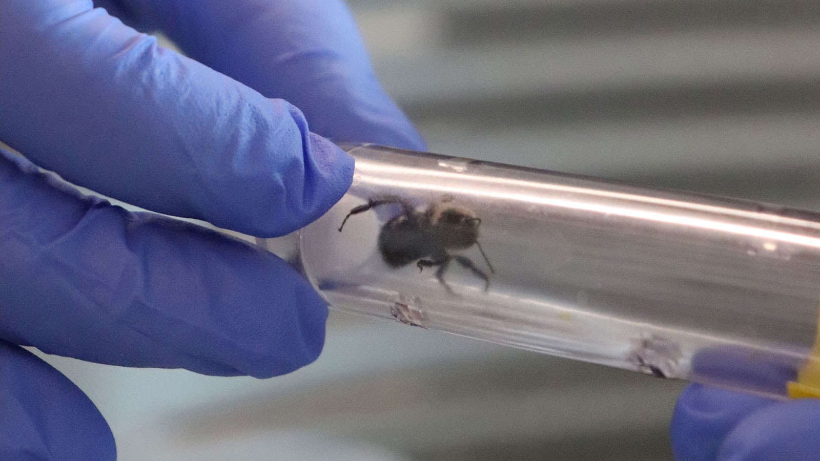 Hands holding bumble bee in clear, plastic chamber.