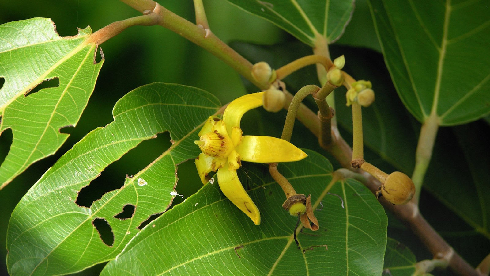 Monkey comb tree flower