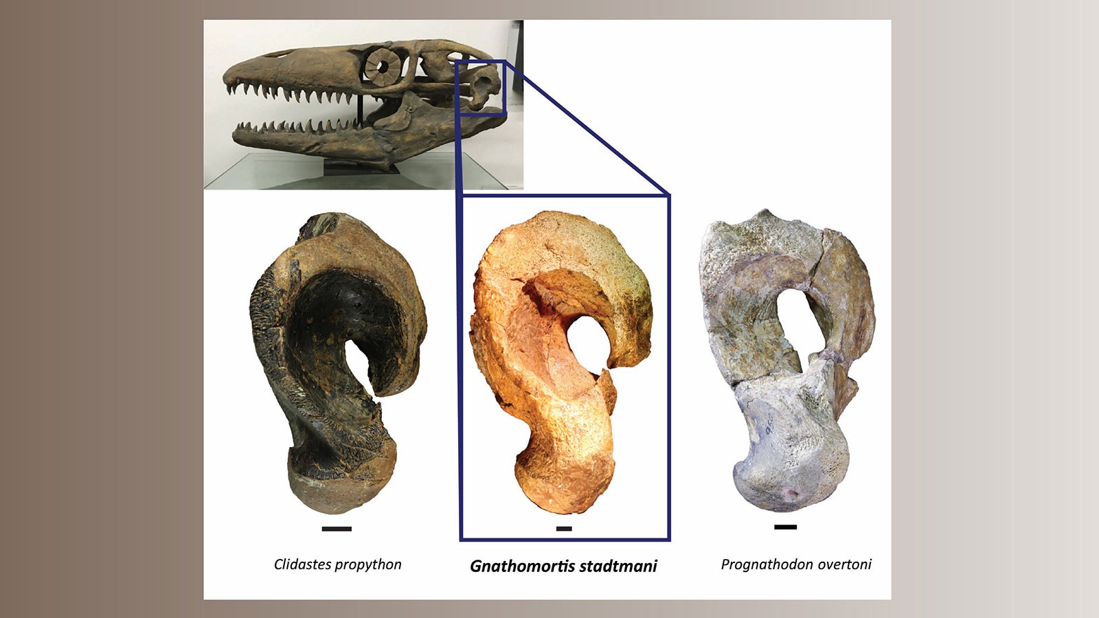 Mosasaur quadrate bones