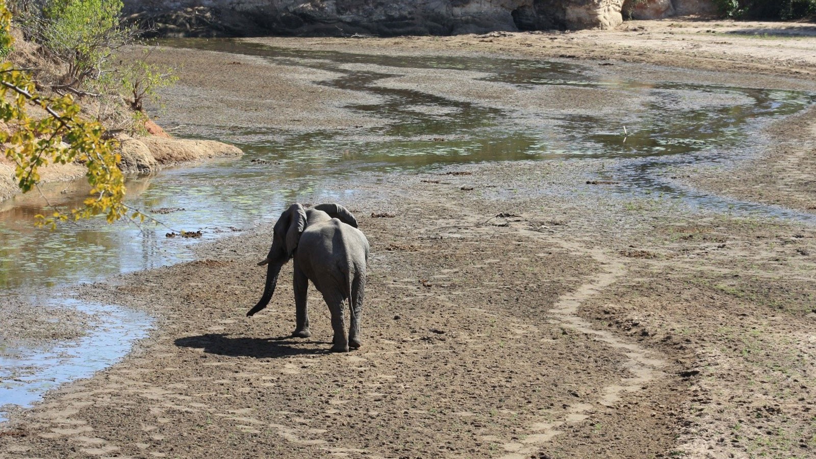 African Elephant walks through the drying streambed of Chitake Springs.