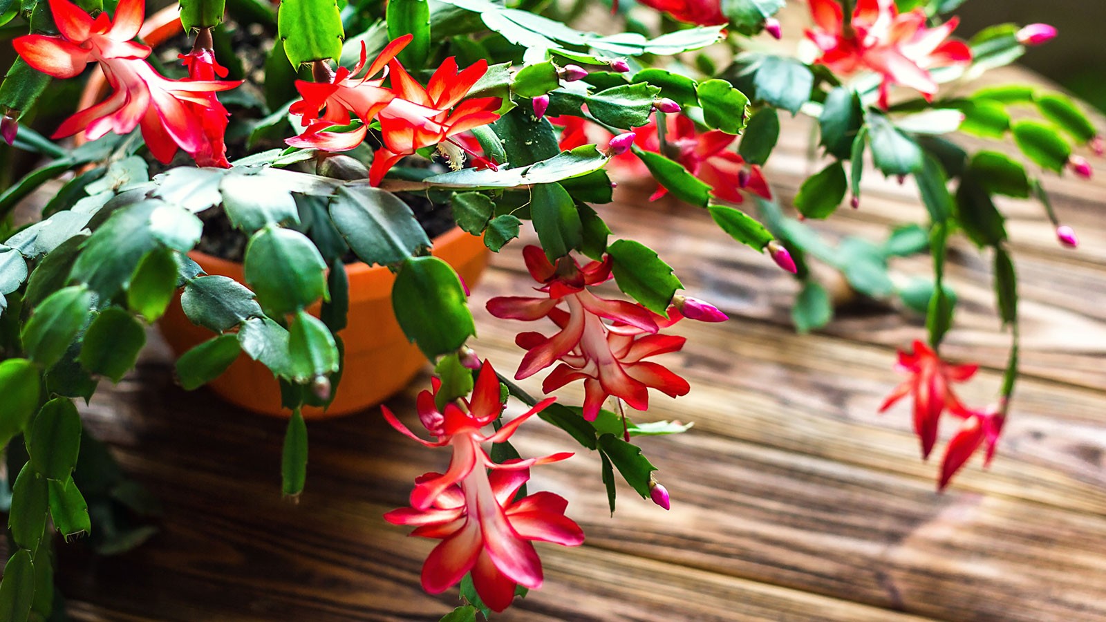 Christmas Cactus