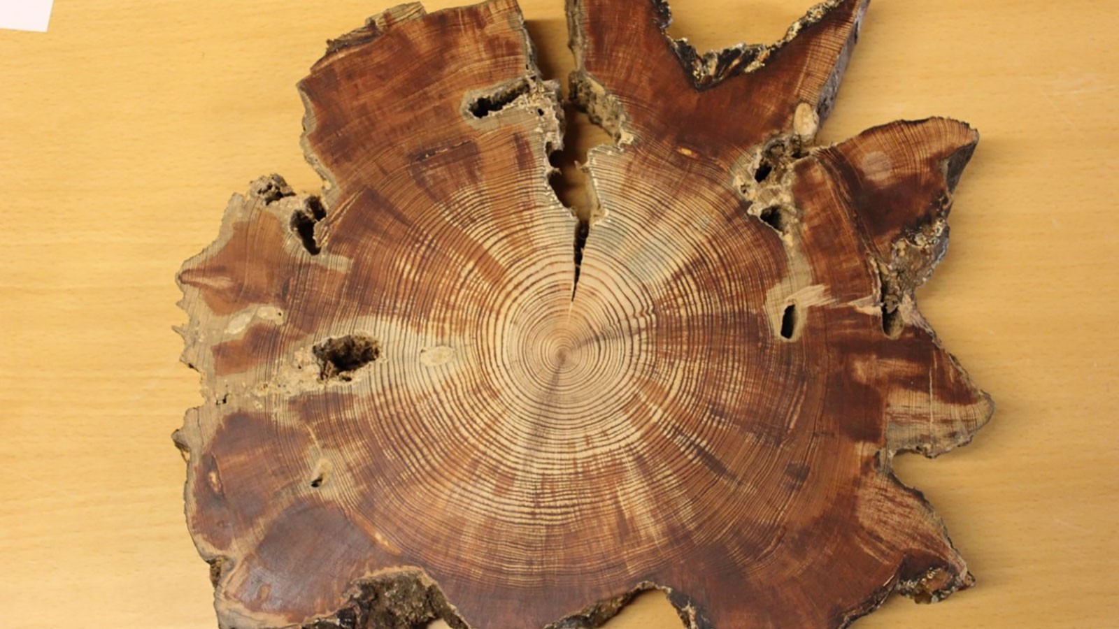 A slice of Scots pine used in the study of climate in Mongolia.
