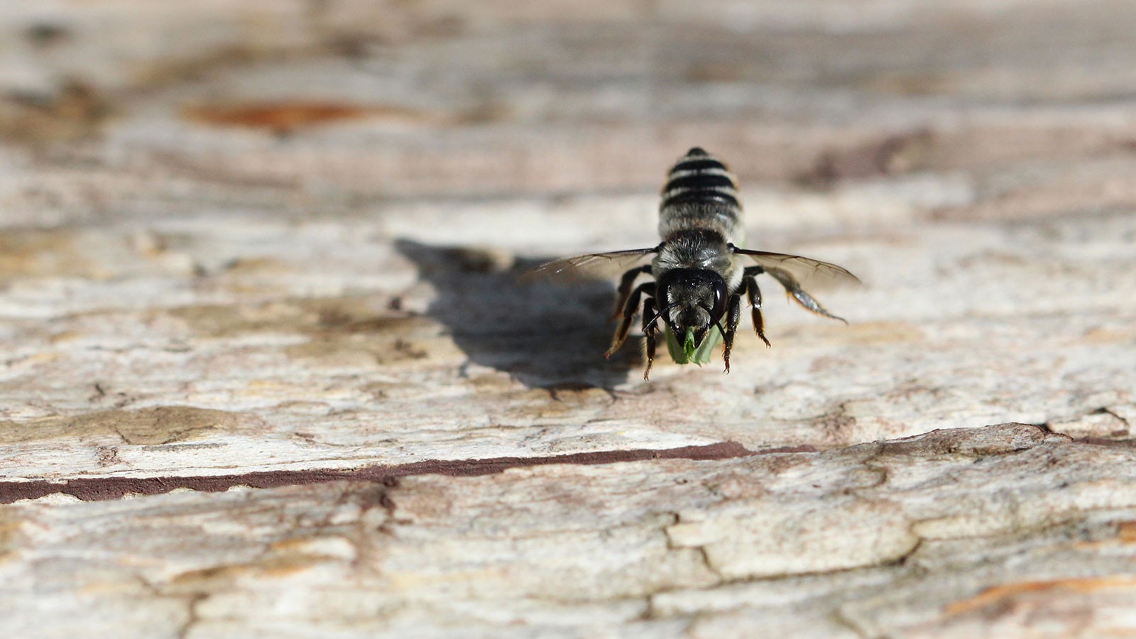 Leaf-cutter bee