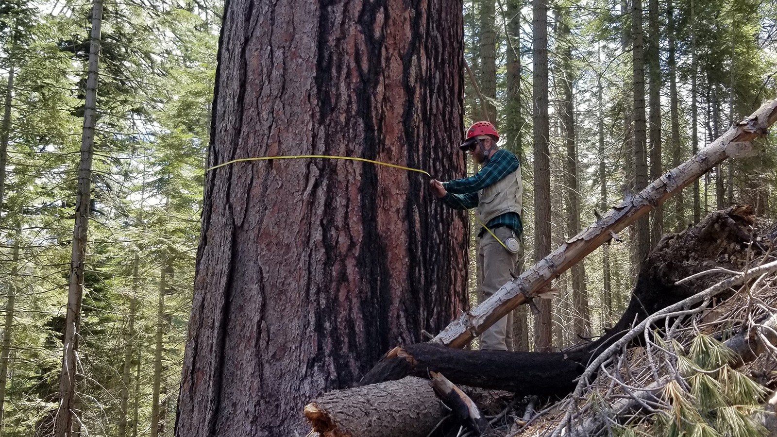 Jim Lutz and a big tree
