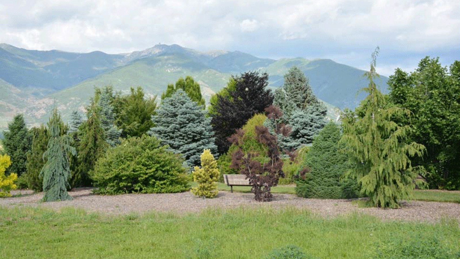 An array of trees in a botanical center.