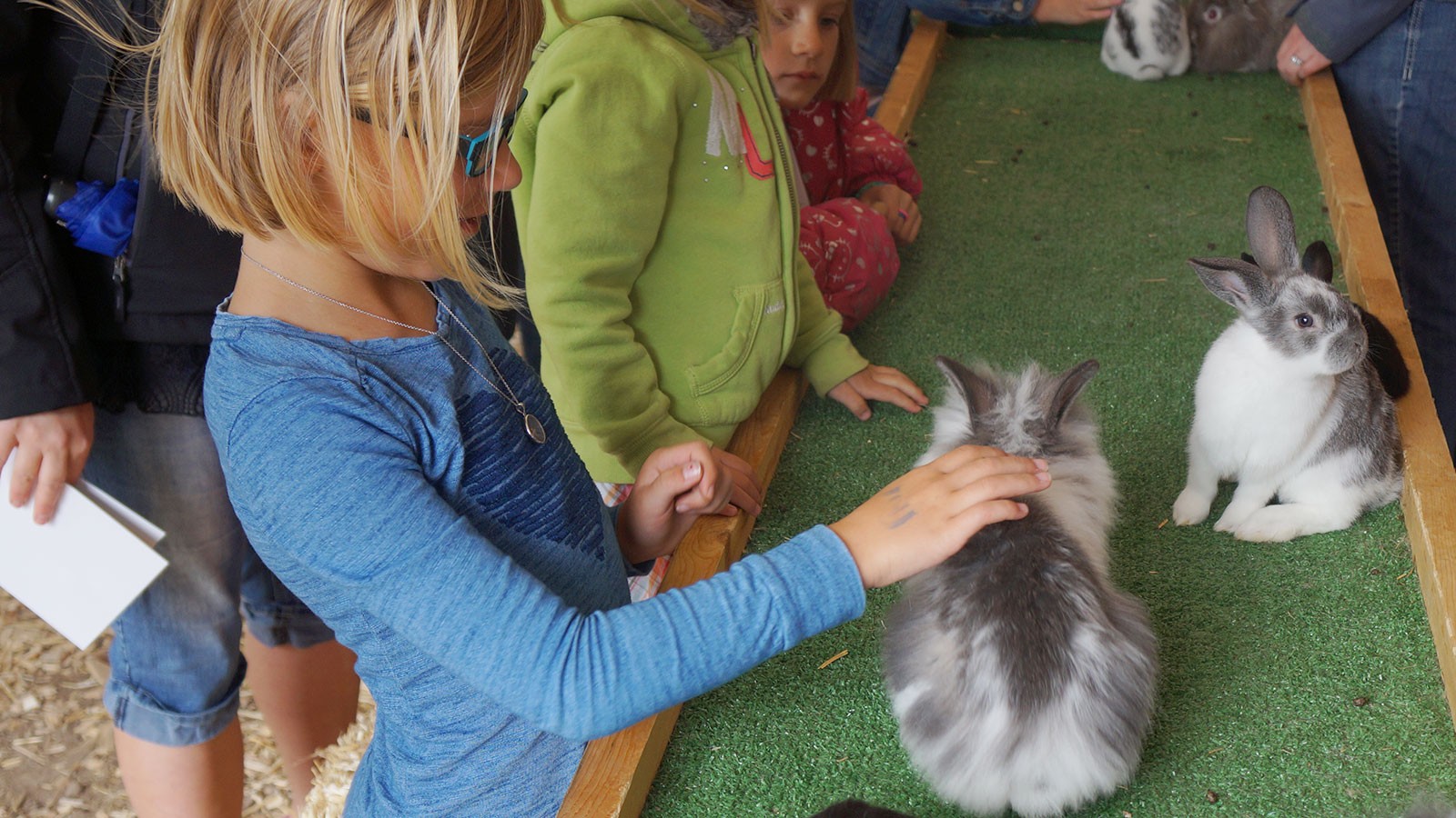 A girl pets a rabbit.