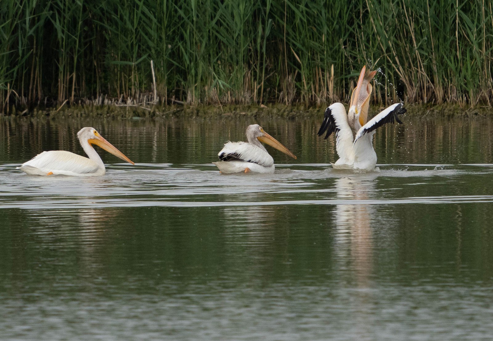 Pelicans eating fish.