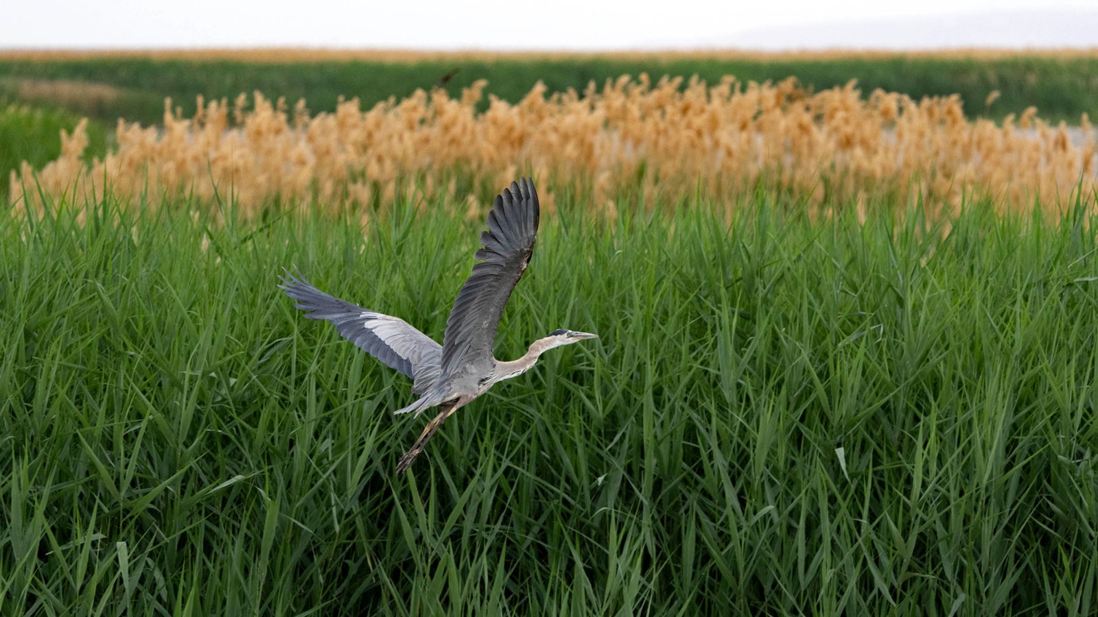 A great blue heron.