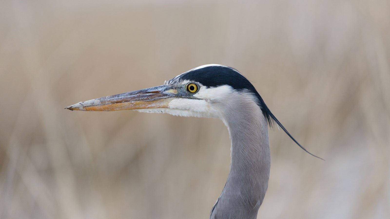 A great blue heron.