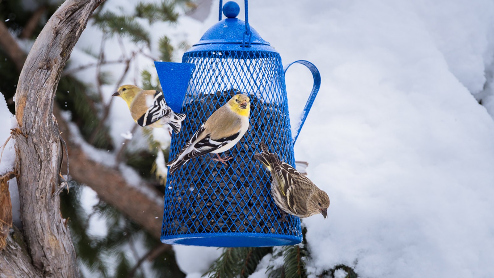 gold finches on a feeder.