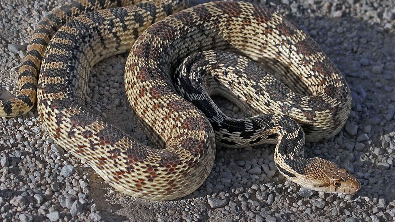 Great Basin Gopher Snake.