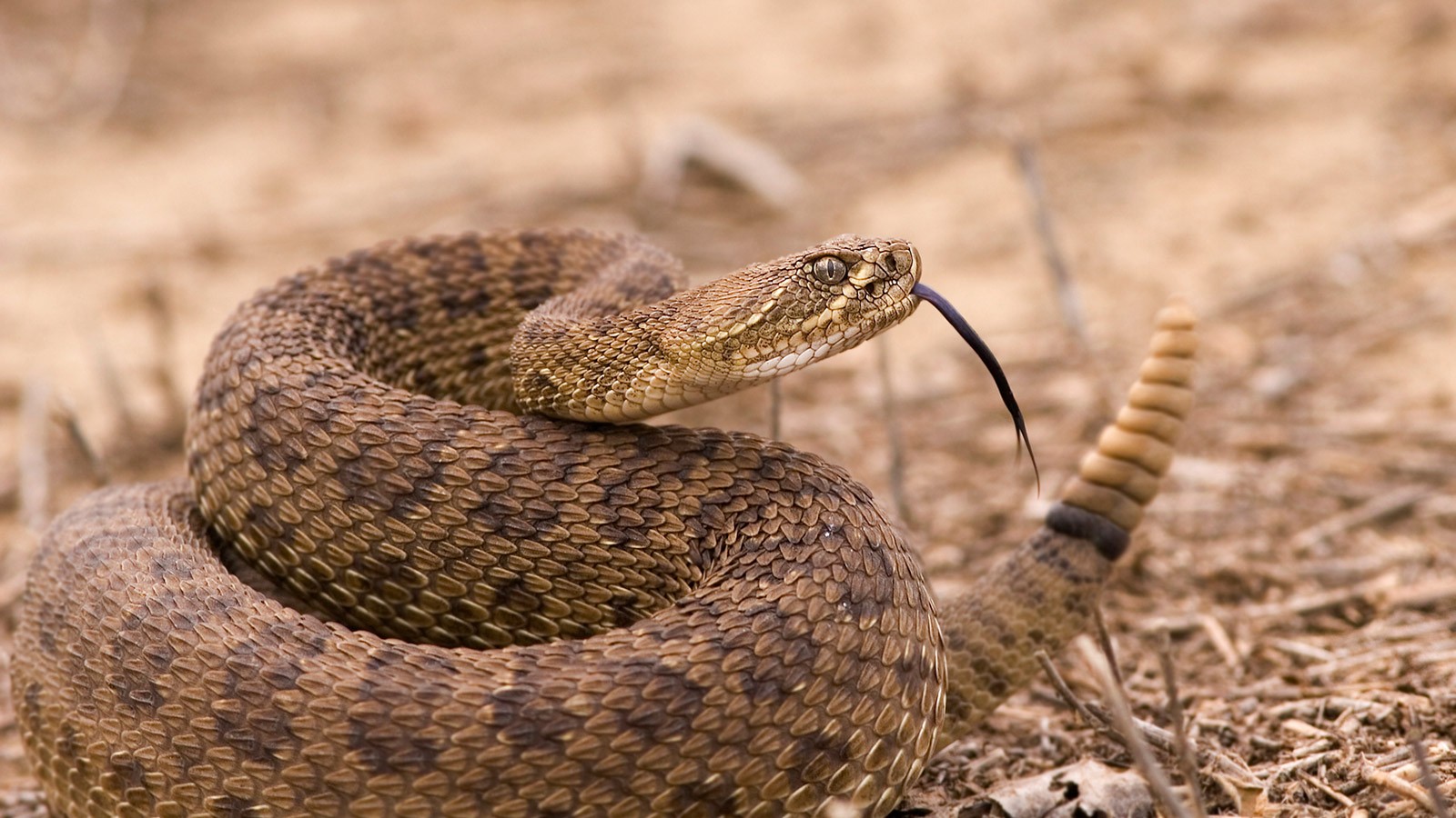Great Basin Rattlesnake.
