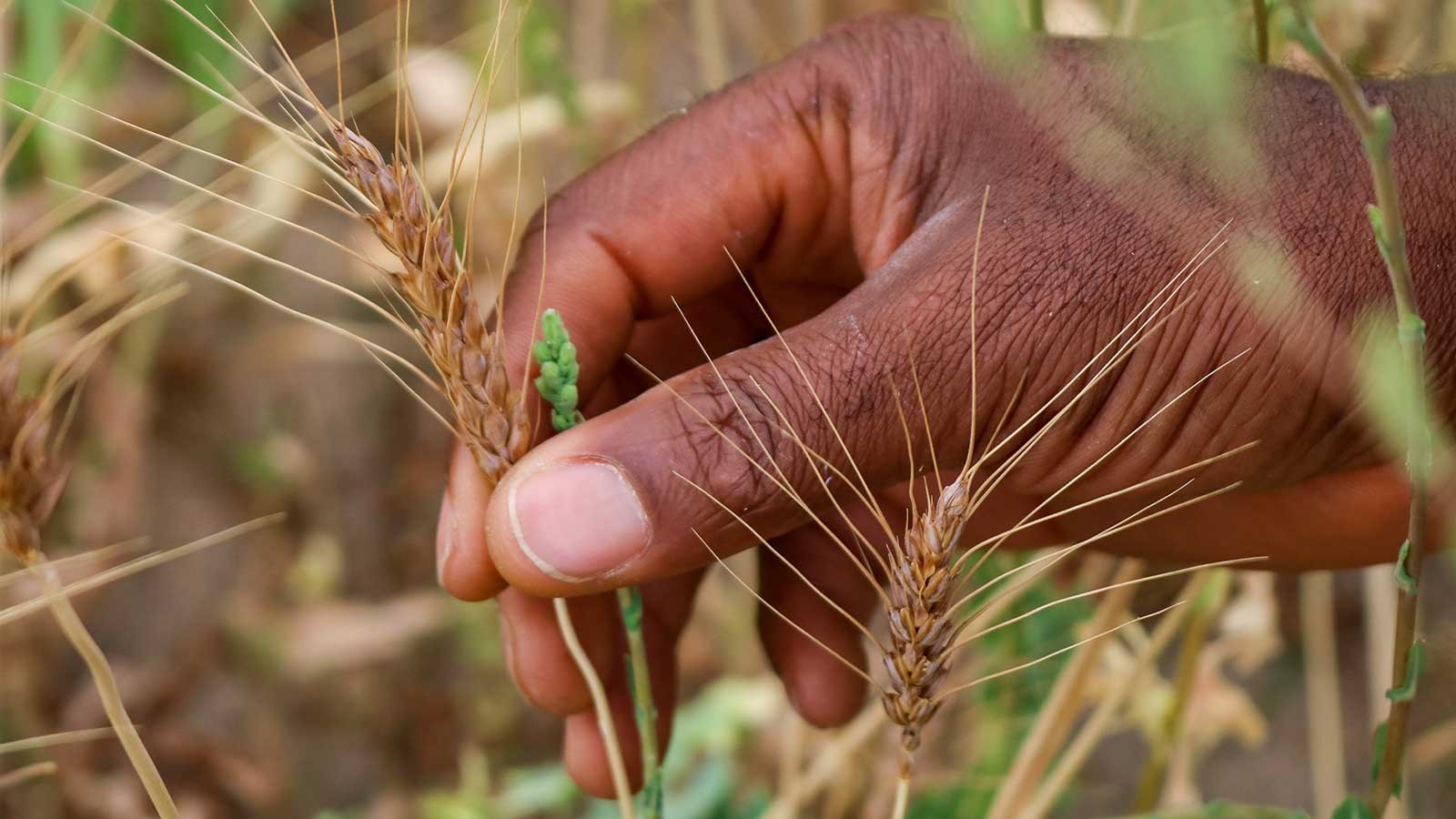 Idowu Atoloye holding a kernel of wheat.