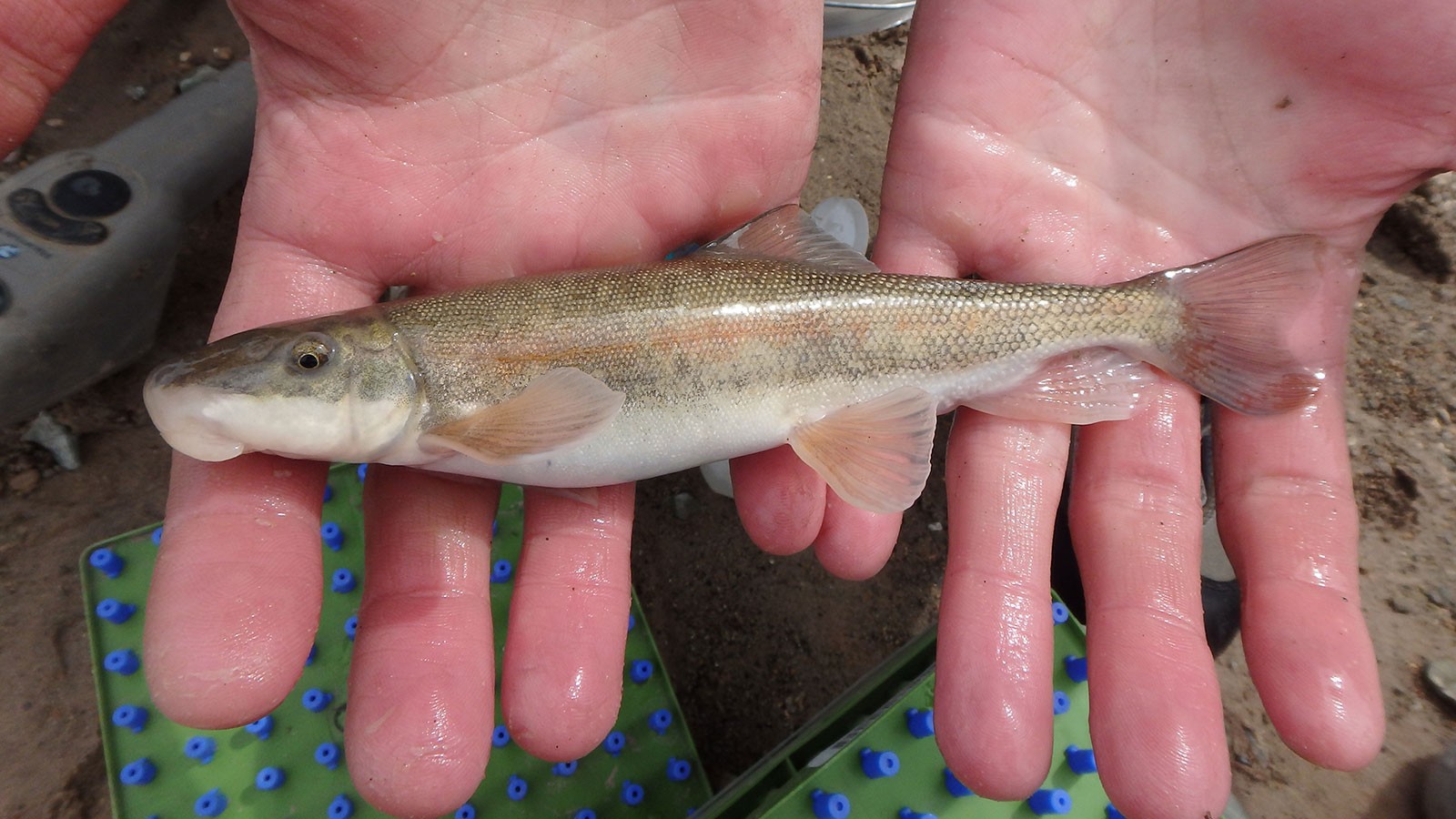 A closeup of a fish held in someone's wet hands.