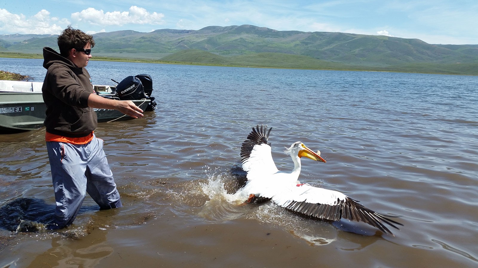 A man wading in a reservoir releases a pelican.