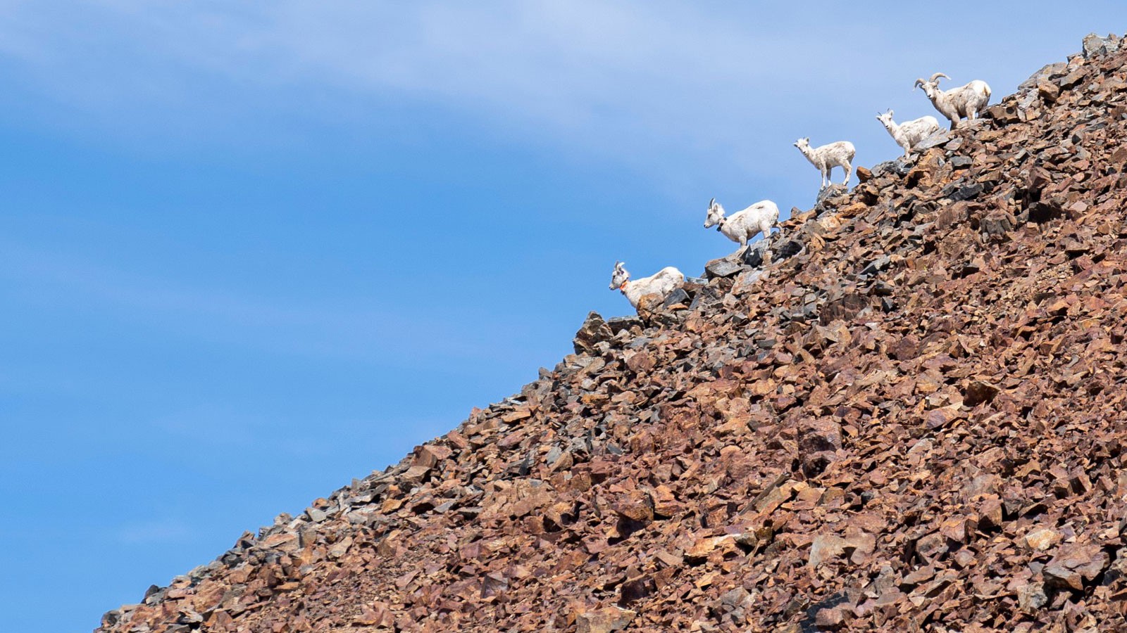 A line of five bighorn sheep face downhill on a reddish-brown mountain talus slope.