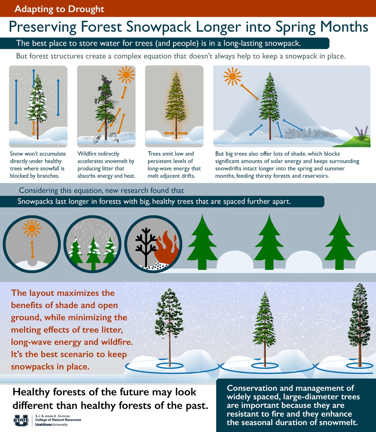 This infographic shows the doughnut-shaped area of protection big trees offer snowpack.