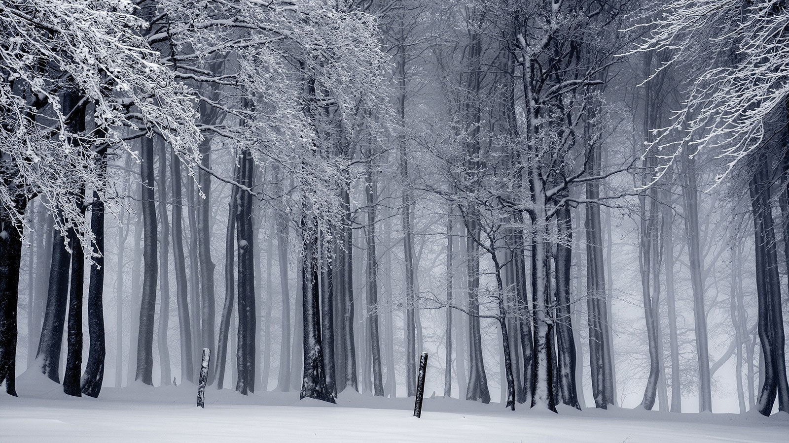 Snowy trees.