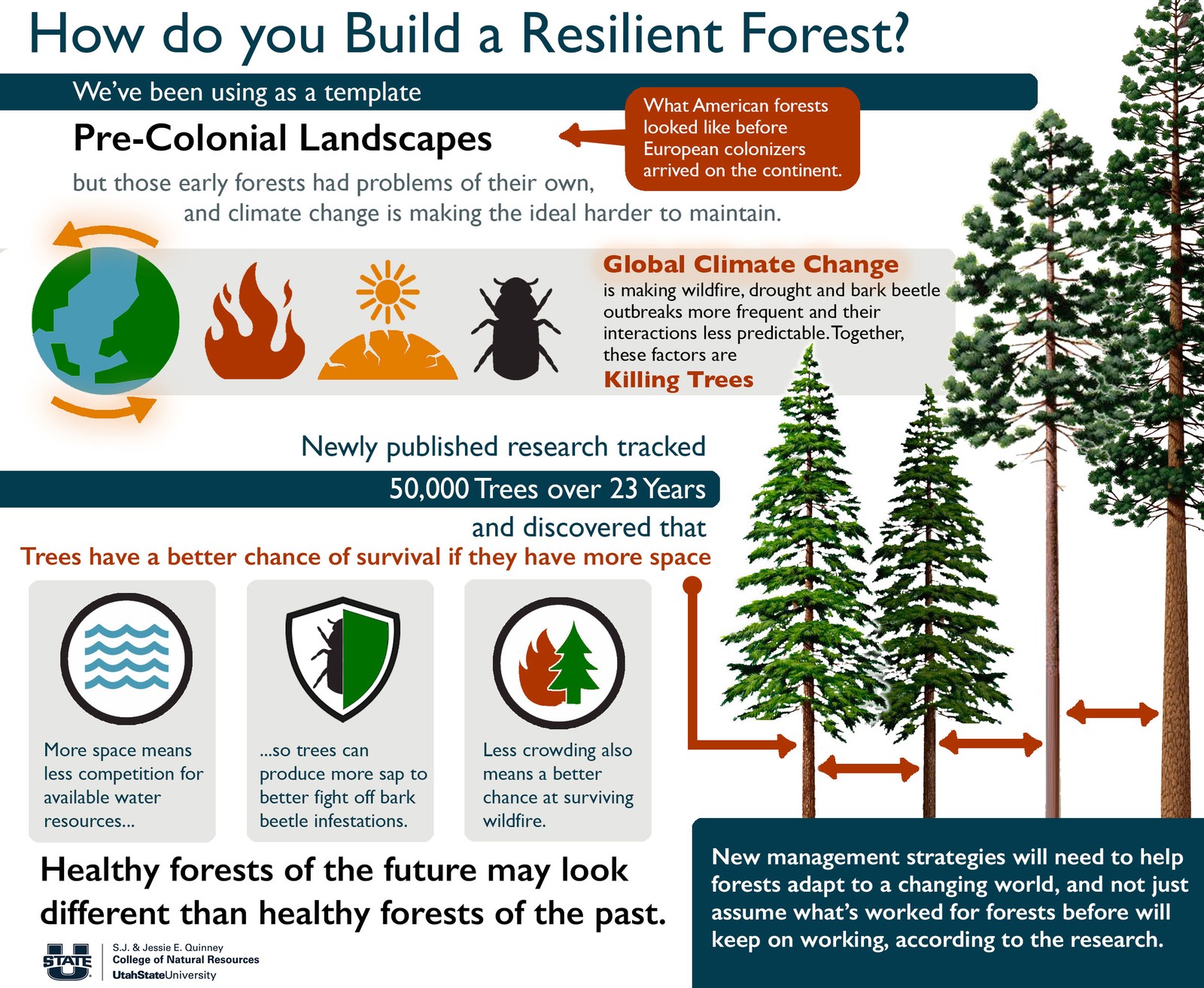 How Do You Build a Resilient Forest infographic