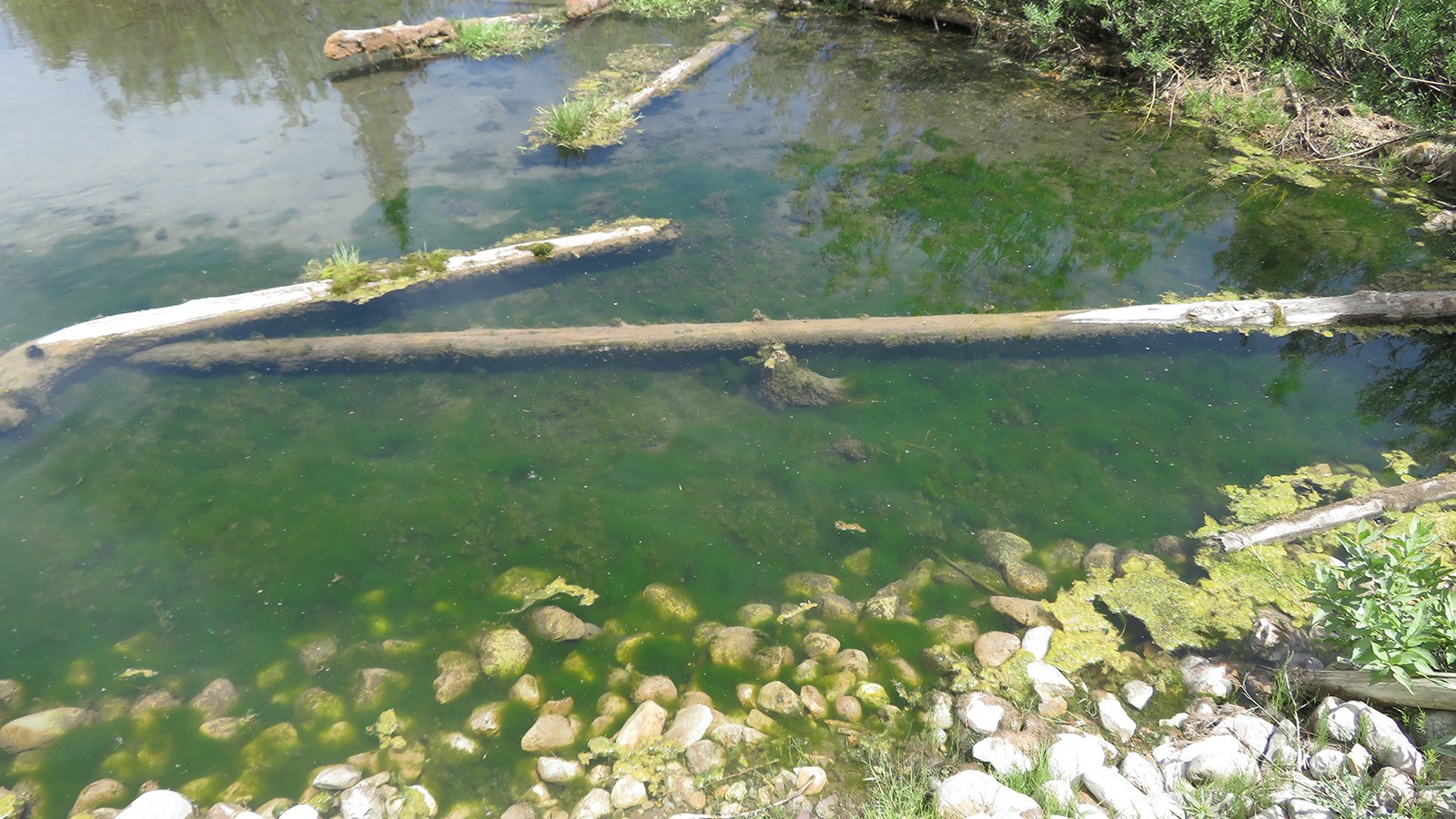 Algal blooms along Franklin Basin road.