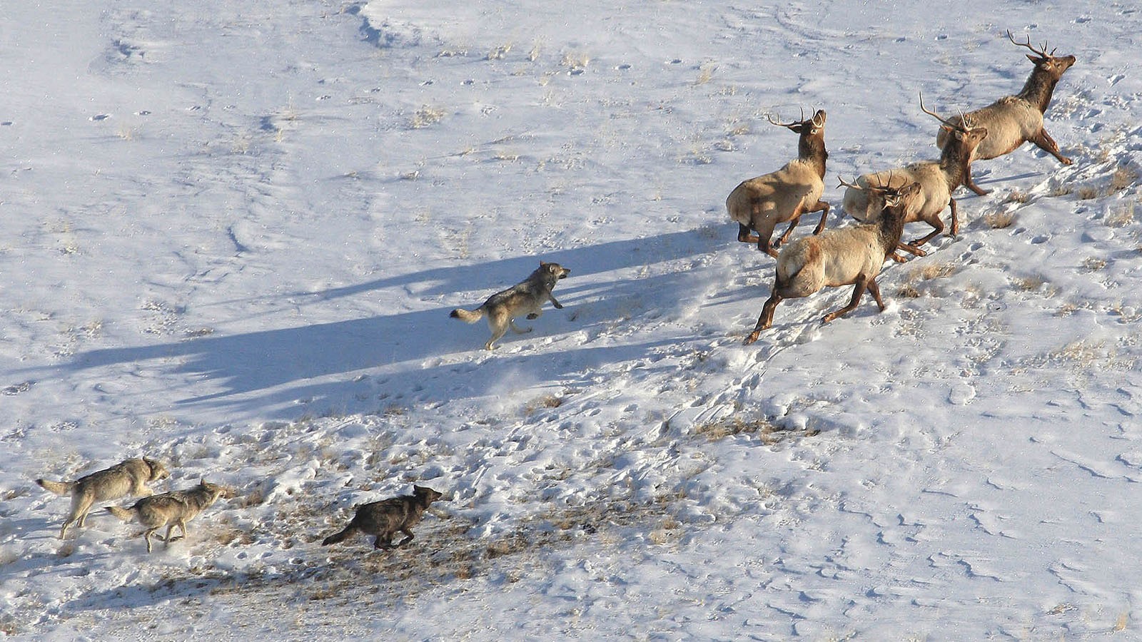 Yellowstone wolves