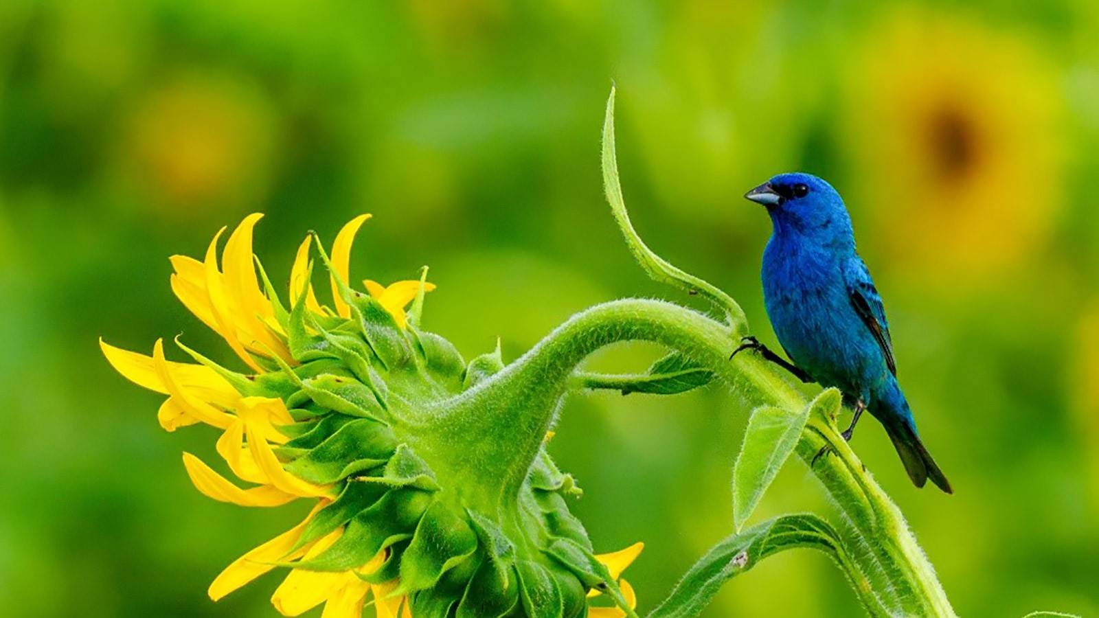 Indigo bunting (Passerina cyanea) sits on a flower.