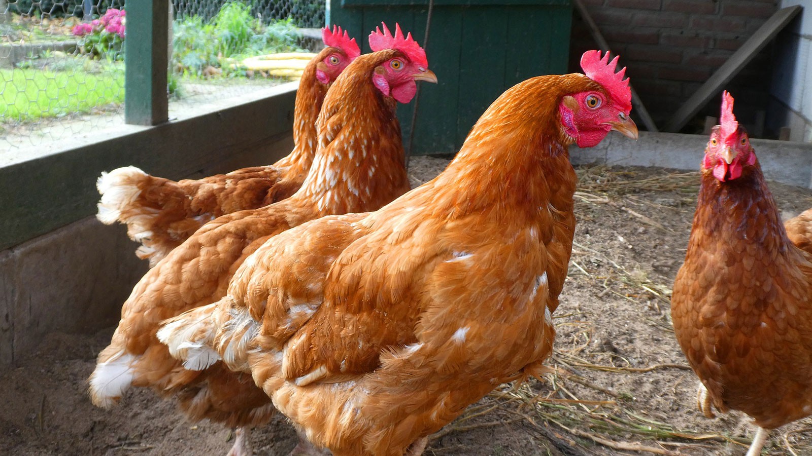 chickens in a pen.