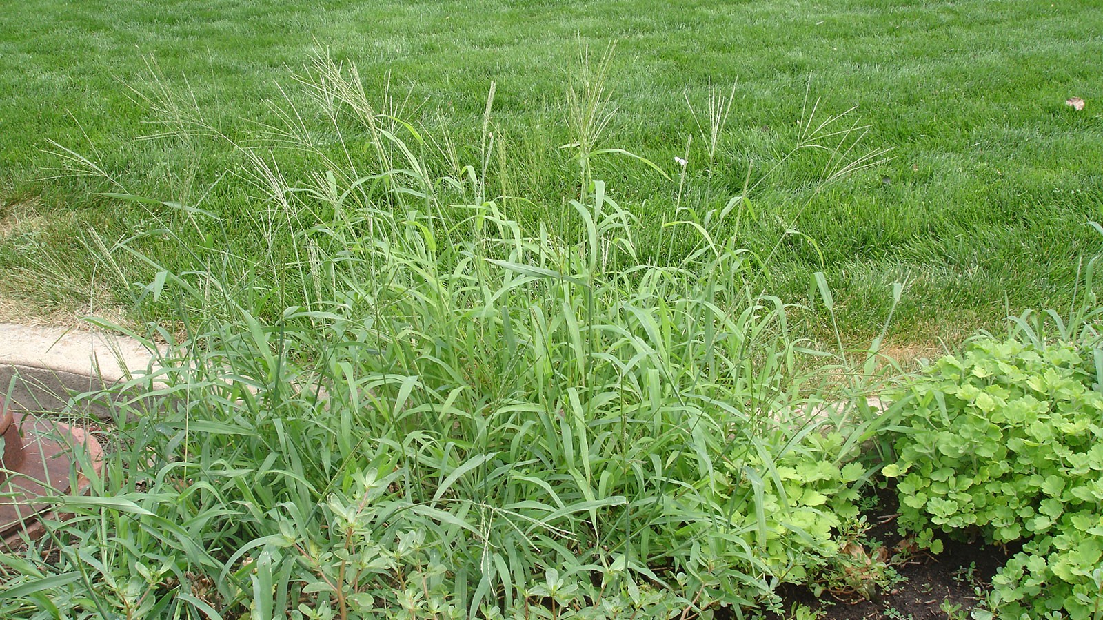 crabgrass in a grassy yard.
