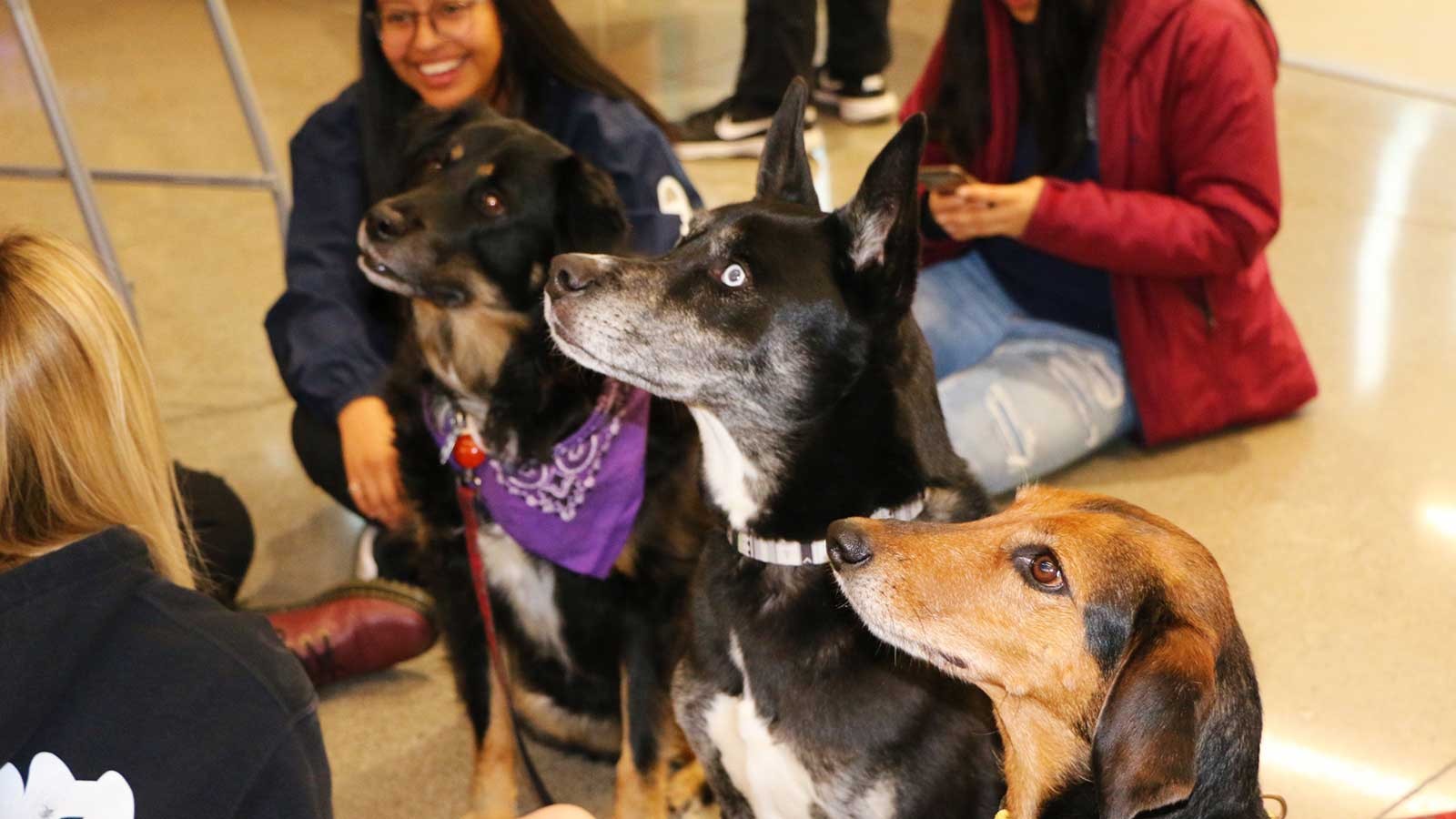 During finals week the ARC gave students a respite from finals with a visit from friendly dogs.