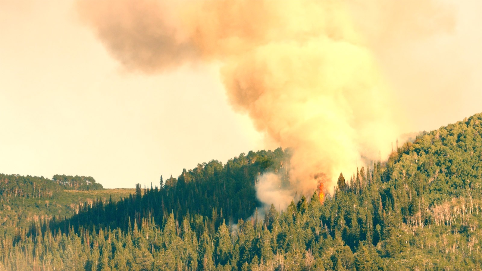 Forest fire photo courtesy of the U.S. Forest Service.