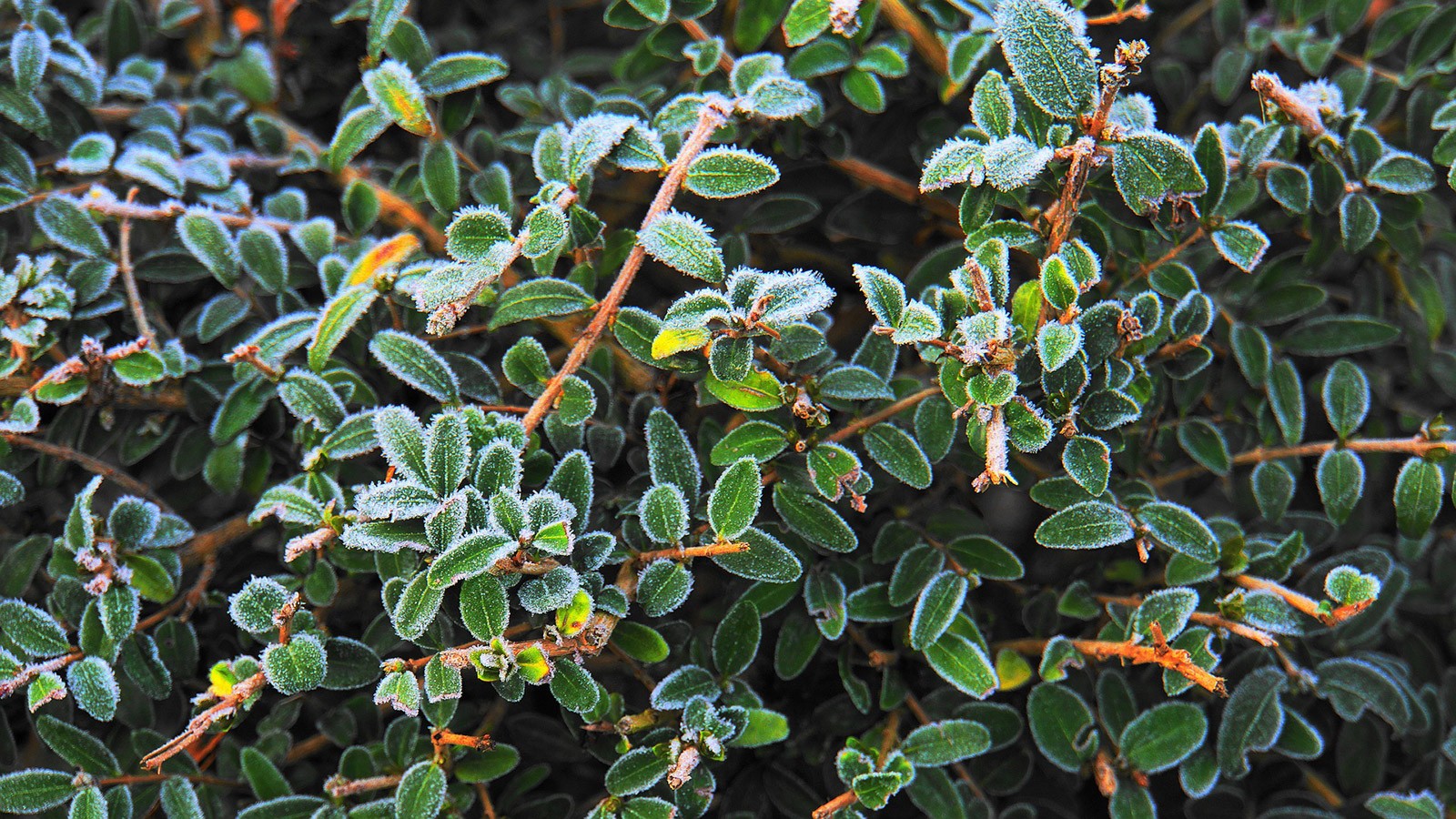 frost on flowers.