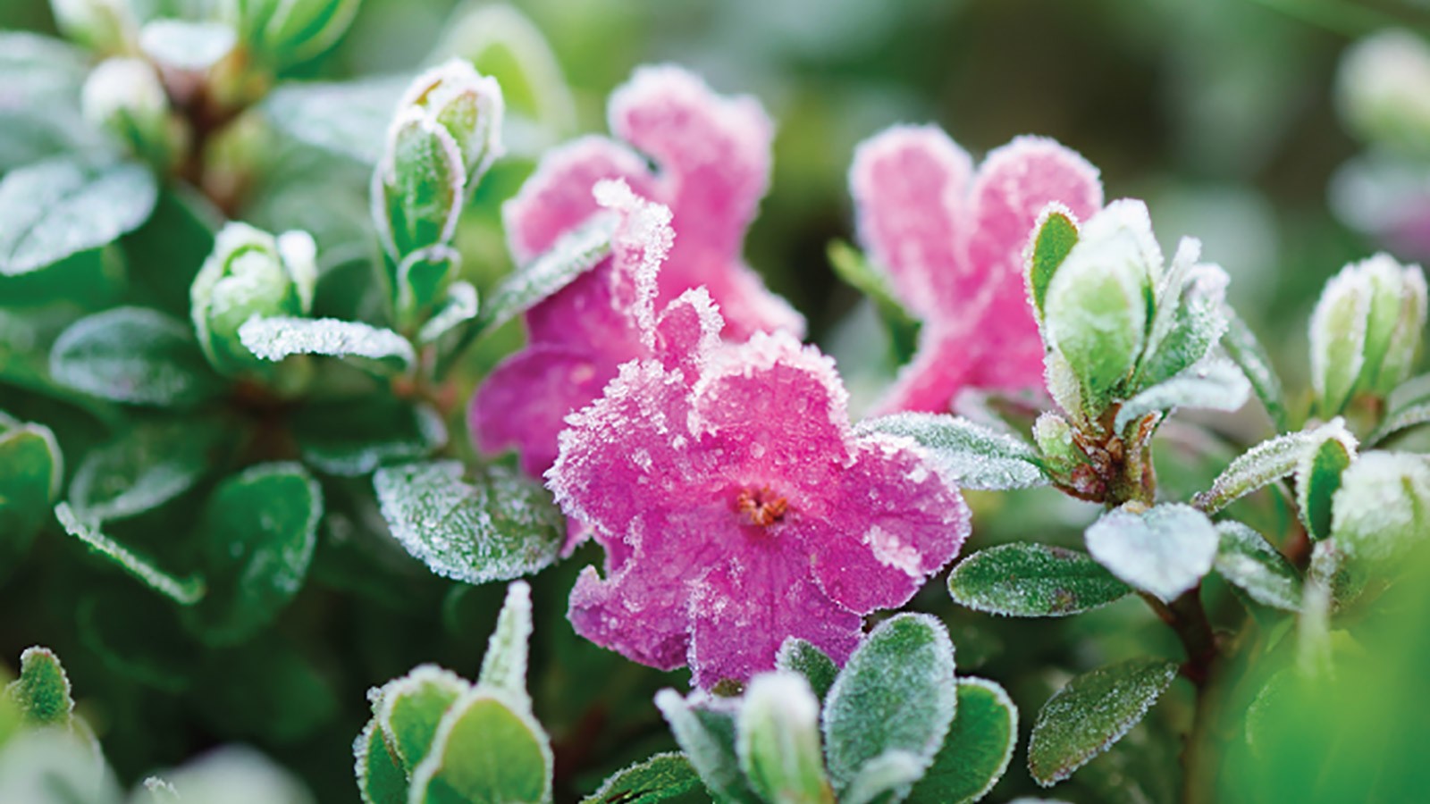 frost on flowers.