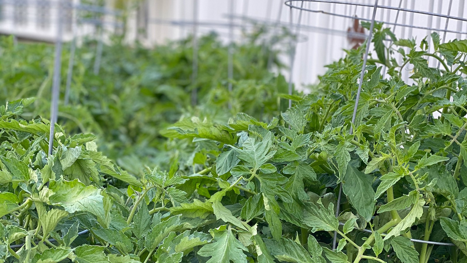Tomato plants in a green house.