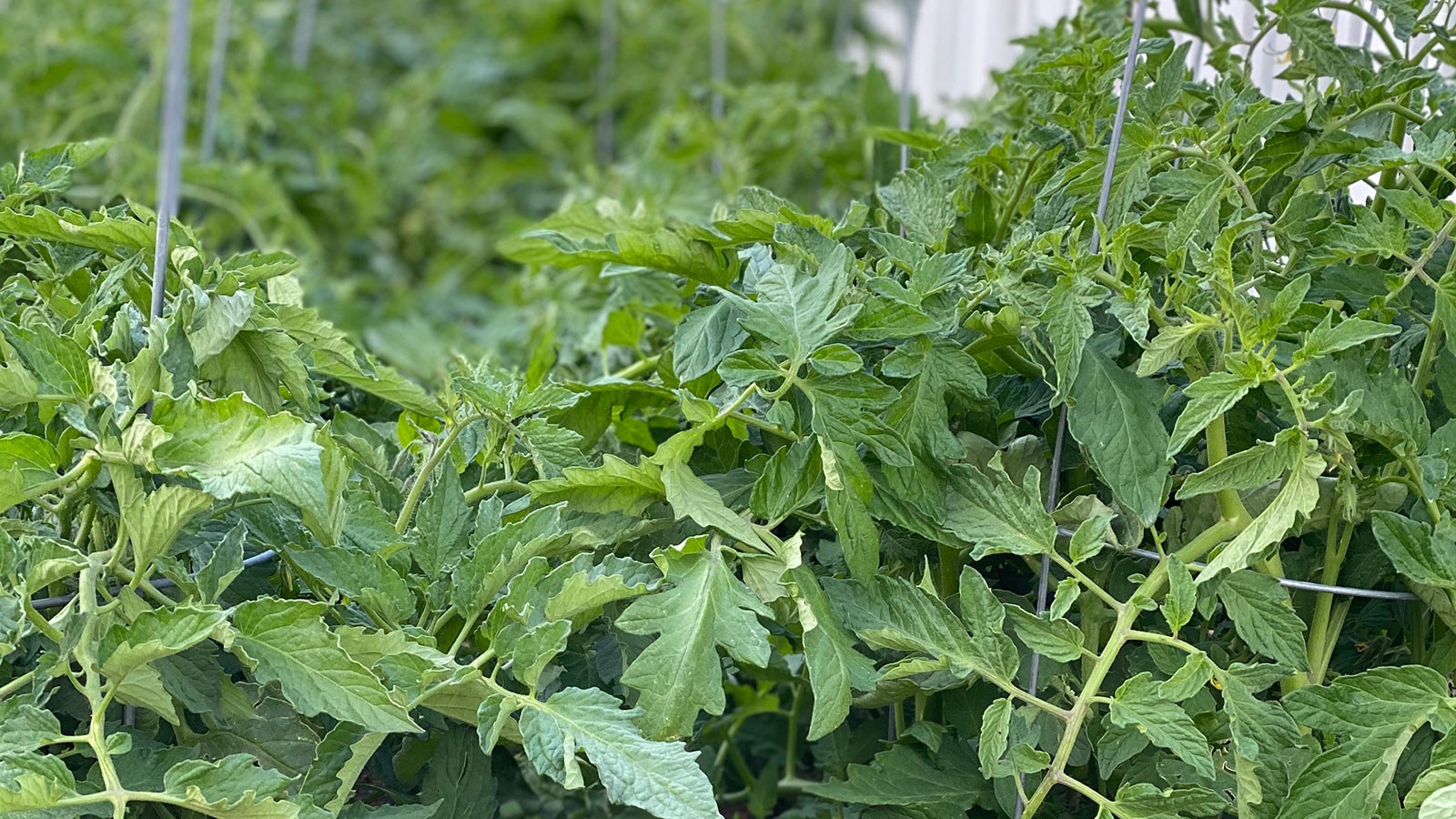 tomato plants in a greenhouse.