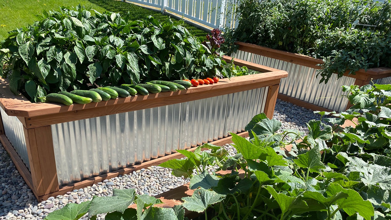 Container vegetable garden in a backyard.