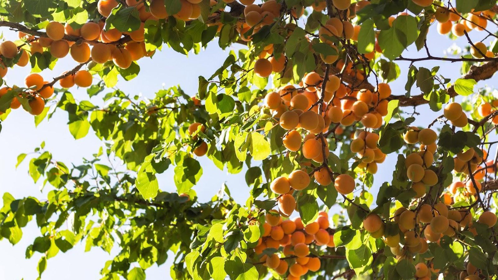 Fruit tree with fruit.