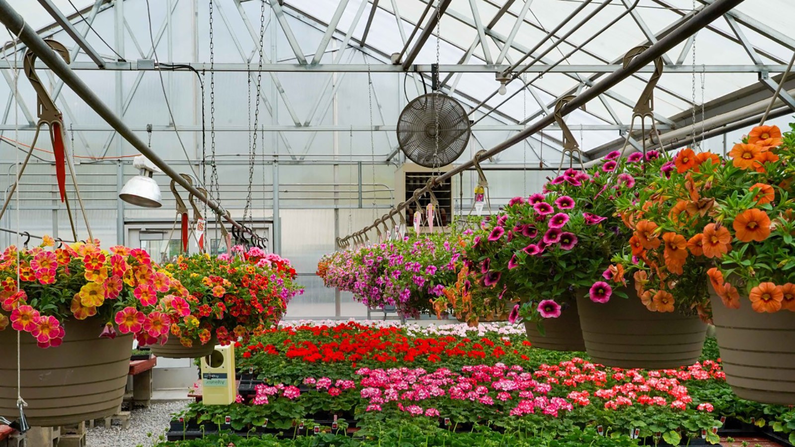Hanging baskets, annual and perennial flowers in the teaching greenhouse.