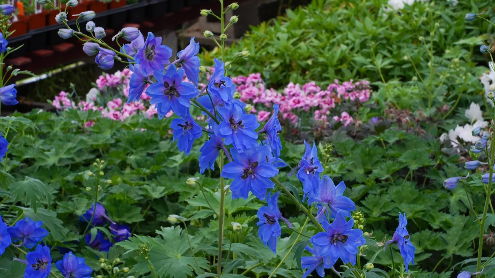 Flowers in the teaching greenhouse.